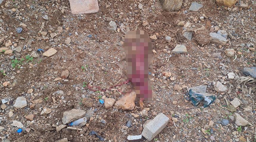 Bodrum'da korkunç manzara! Derisini yüzüp çöpe atmışlar