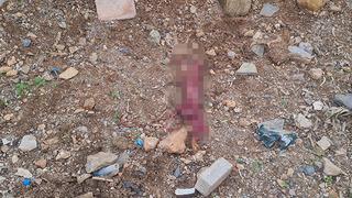 Bodrum'da korkunç manzara! Derisini yüzüp çöpe atmışlar