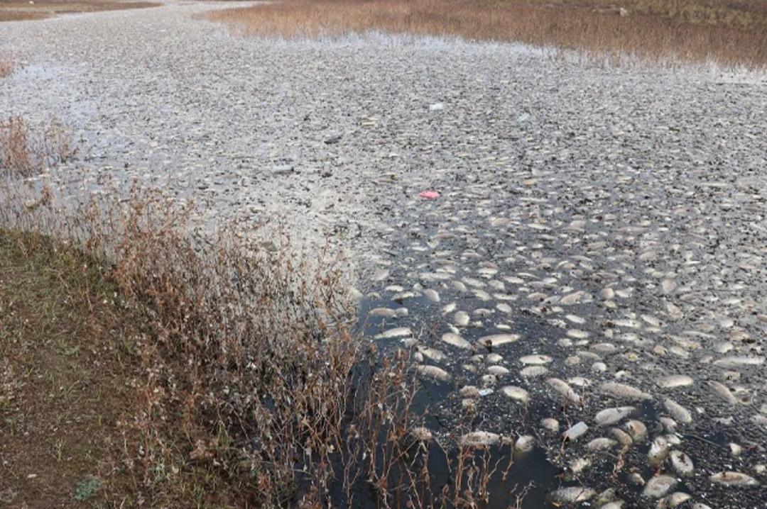 Gaziantep'te korkutan g&ouml;r&uuml;nt&uuml;!  'Evcil hayvanlarımız &ouml;lebilir'