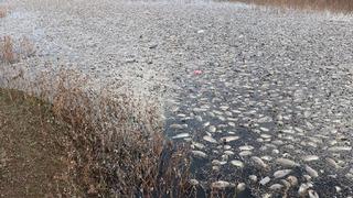 Gaziantep'te korkutan görüntü!  'Evcil hayvanlarımız ölebilir'