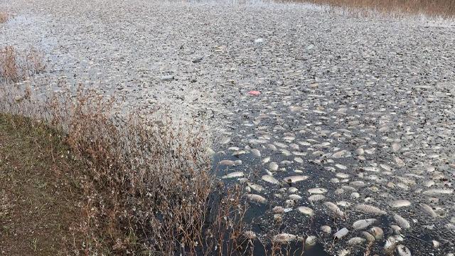Gaziantep'te korkutan görüntü!  'Evcil hayvanlarımız ölebilir'