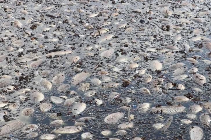 Gaziantep'te korkutan görüntü!  'Evcil hayvanlarımız ölebilir' G1