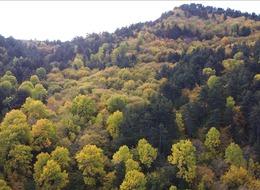 11 ilde orman sınırları değişti! Cumhurbaşkanı Erdoğan imzaladı, Resmi Gazete'de yayımlandı