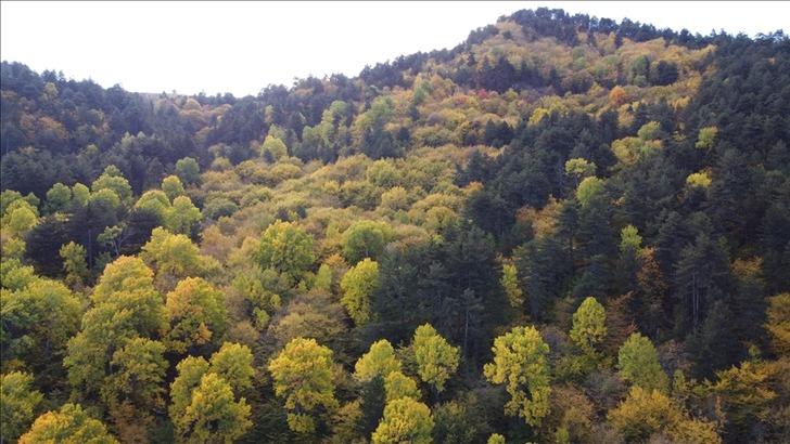 11 ilde orman sınırları değişti! Cumhurbaşkanı Erdoğan imzaladı, Resmi Gazete'de yayımlandı