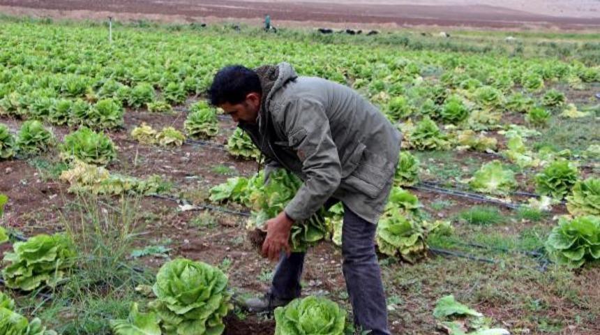 Silopili çiftçinin marulları tarlada kaldı 