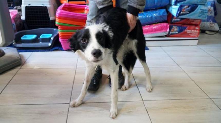 Veteriner, yaralı köpeği tedavi edip, sahiplendi
