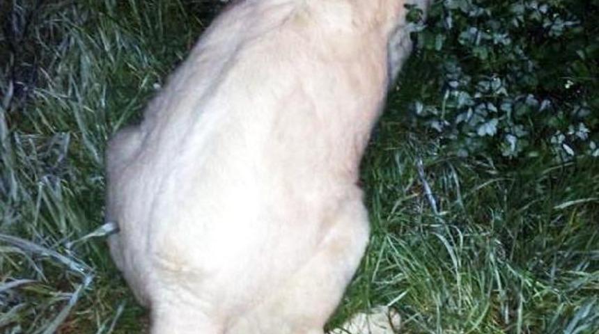 Bodrum'da bir köpek daha öldürüldü