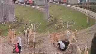 Muş'ta yaşlı kadın korku dolu anlar yaşadı! Bir anda köpekler saldırdı, kuduz iddiasına Valilik'ten açıklama