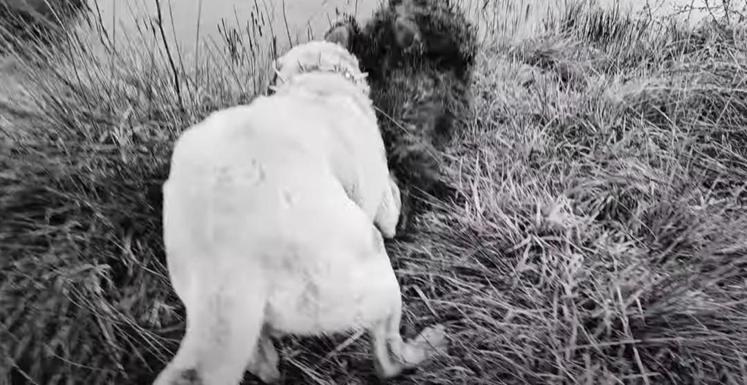 Ayı-k&ouml;pek kavgası g&ouml;r&uuml;nt&uuml;s&uuml; viral oldu! Ayıyı k&ouml;peğinden kurtaran &ccedil;oban bu kez ayının hedefi oldu