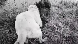 Ayı-köpek kavgası görüntüsü viral oldu! Ayıyı köpeğinden kurtaran çoban bu kez ayının hedefi oldu