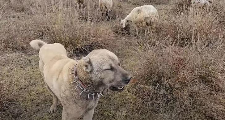 Ayı-köpek kavgası görüntüsü viral oldu! Ayıyı köpeğinden kurtaran çoban bu kez ayının hedefi oldu G1