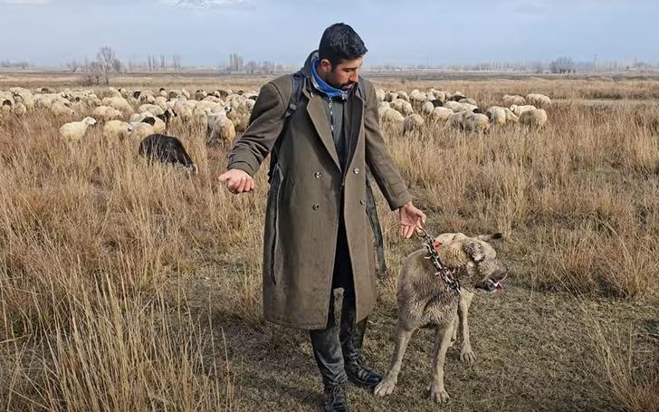 Ayı-köpek kavgası görüntüsü viral oldu! Ayıyı köpeğinden kurtaran çoban bu kez ayının hedefi oldu G2