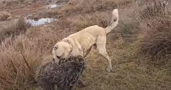 Ayı-köpek kavgası görüntüsü viral oldu! Ayıyı köpeğinden kurtaran çoban bu kez ayının hedefi oldu G3