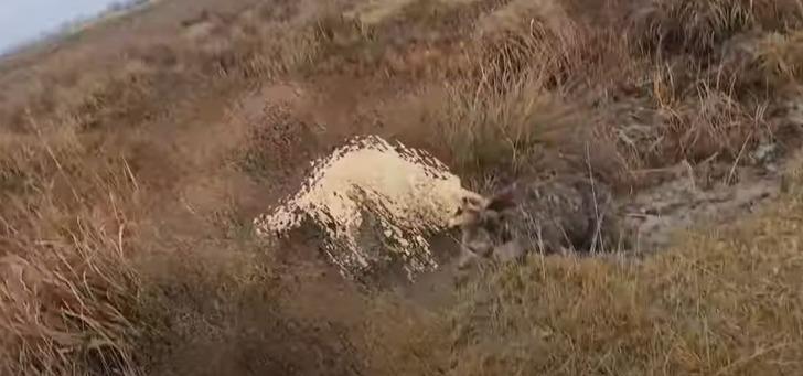 Ayı-köpek kavgası görüntüsü viral oldu! Ayıyı köpeğinden kurtaran çoban bu kez ayının hedefi oldu G4