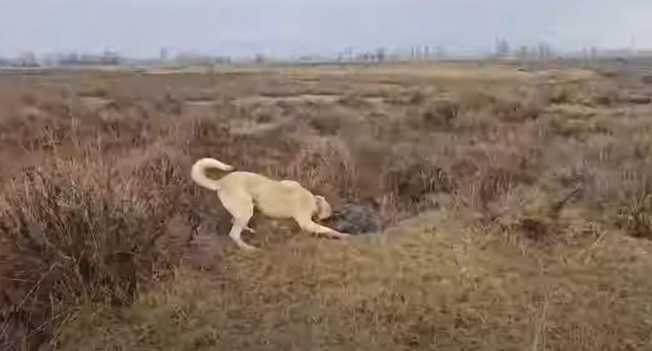 Ayı-köpek kavgası görüntüsü viral oldu! Ayıyı köpeğinden kurtaran çoban bu kez ayının hedefi oldu G5