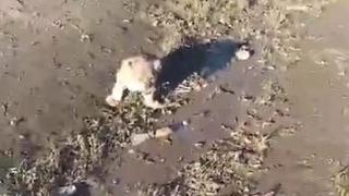 Şanlıurfa'da yol kenarında yavru aslan görüldü! Her yerde aranıyor