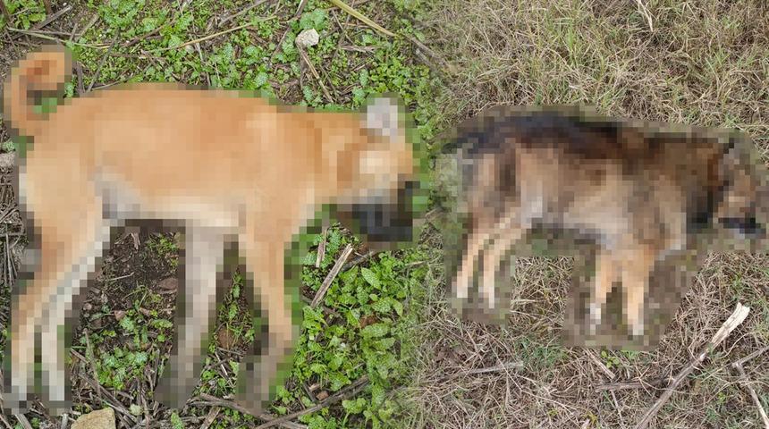 Bir ilde sayı 30'a çıktı! Peş peşe buldular... O ilçeye de sıçradı! Kamera kayıtları inceleniyor