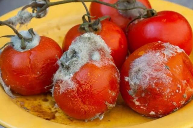 küflü domates