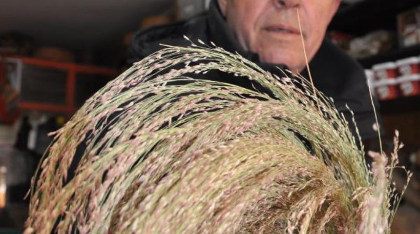 Teff tahılını T&uuml;rkiye&rsquo;de ilk kez Eskişehir&rsquo;de &uuml;retti