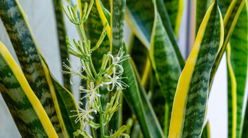 &Ccedil;ocuk ve yatak odasına en faydalı bitki: Hava filtresi gibi &ccedil;alışıyor, kirliliği emiyor!