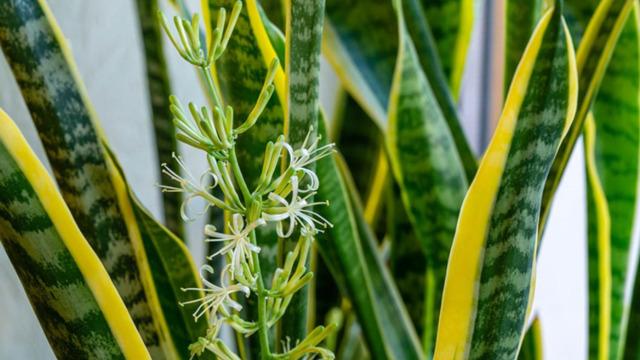 Çocuk ve yatak odasına en faydalı bitki: Hava filtresi gibi çalışıyor, kirliliği emiyor!