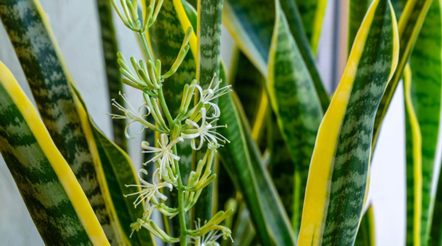 Yatak odasında en uygun bitki: Adeta oksijen fabrikası gibi &ccedil;alışır, derin bir uyku sağlar!