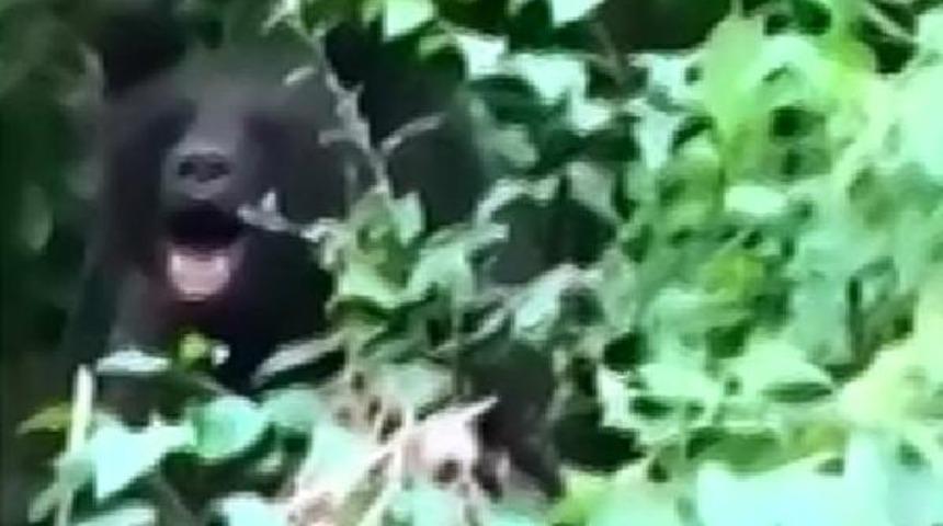 Kapana sıkışan ayıya taş ve sopa attılar