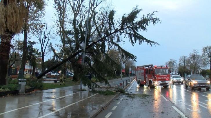 İstanbul'da şiddetli fırtına! Ağaçlar devrildi