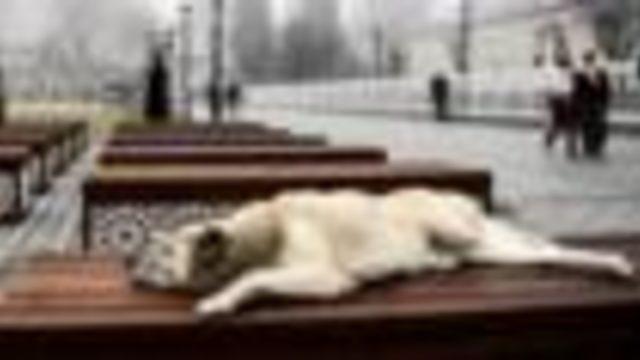 Hayvan haklarını koruyan yasalar yeterli mi?