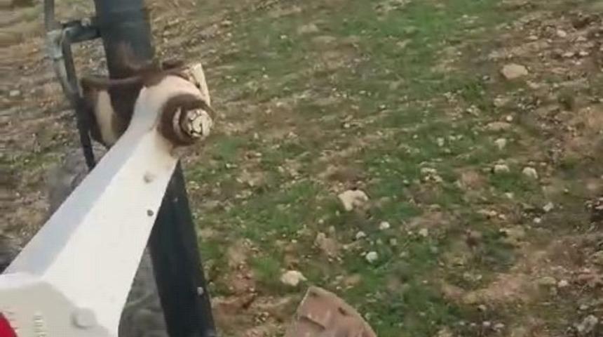 İş makinesiyle domuzları kovaladı