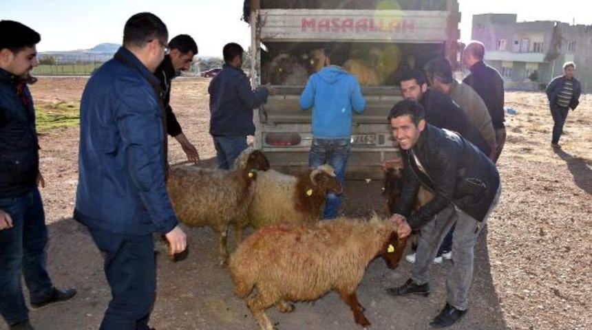Derikli çiftçilere 37 küçükbaş hibe edildi