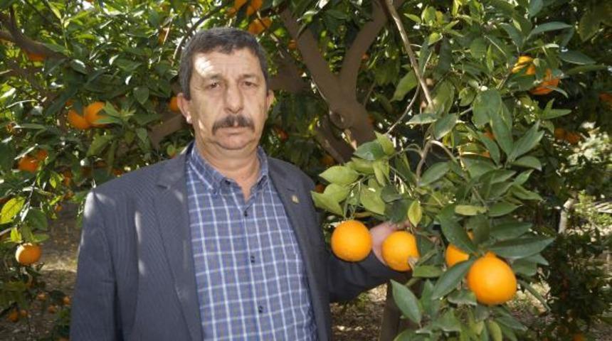 Finike'de 230 bin ton portakal rekoltesi bekleniyor
