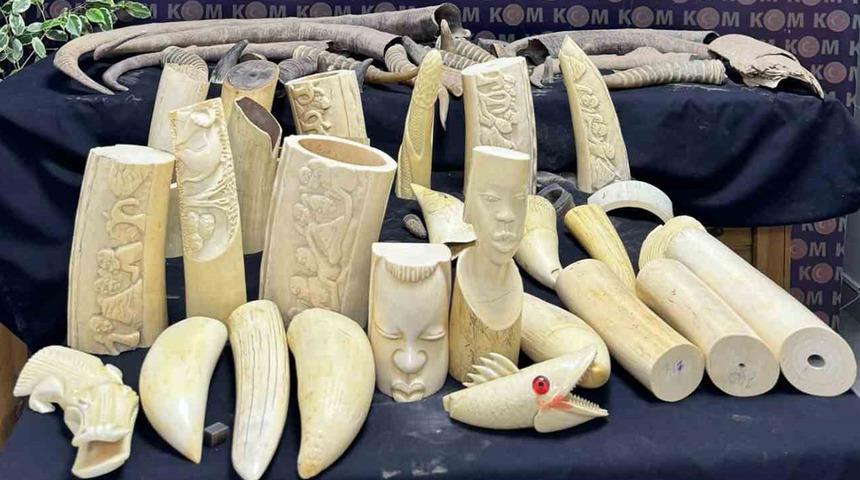 Hepsi İstanbul'da yakalandı: Fildişi, antilop, mamut, bufalo, geyik boynuzları, balina dişi... Tam 52 parça!