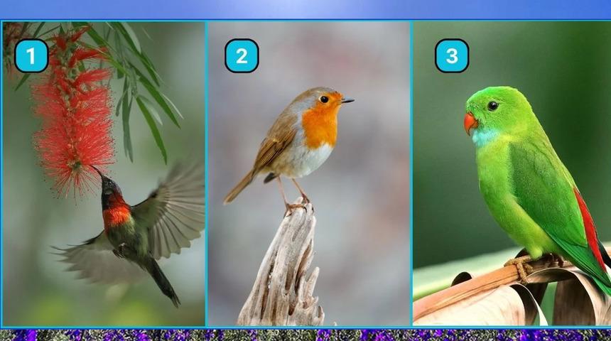 Kişilik testi: Hangi kuşu seçerdiniz? Tercihiniz en büyük gizli niteliğinizi ortaya çıkarıyor!