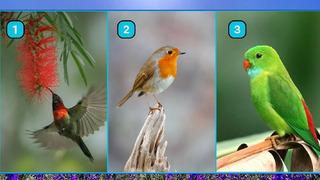 Kişilik testi: Hangi kuşu seçerdiniz? Tercihiniz en büyük gizli niteliğinizi ortaya çıkarıyor!