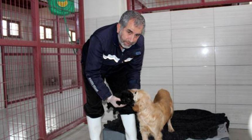Elazığ'da sokak hayvanları için modern hastane ve geçici bakımevi