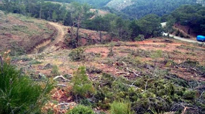 Balıkesir'de köylülerden ağaç kesimine tepki