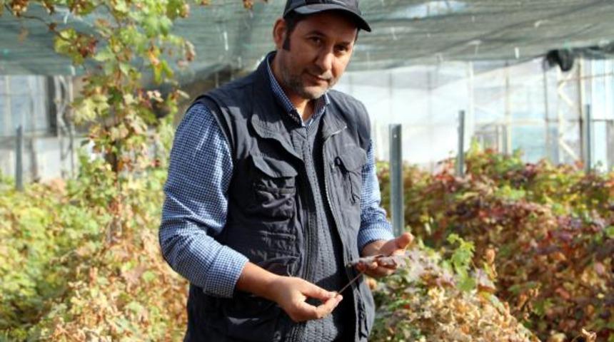 Tokat'ta yeni üzüm çeşidi geliştiriliyor