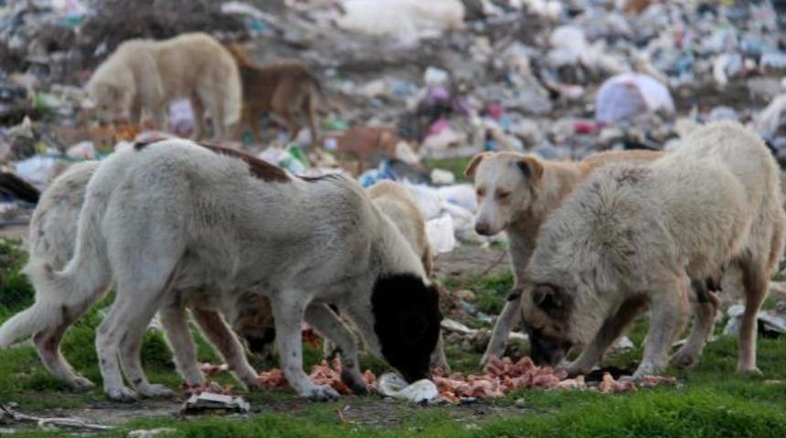 Edirne'de hayvanseverler sokak köpeklerini besledi