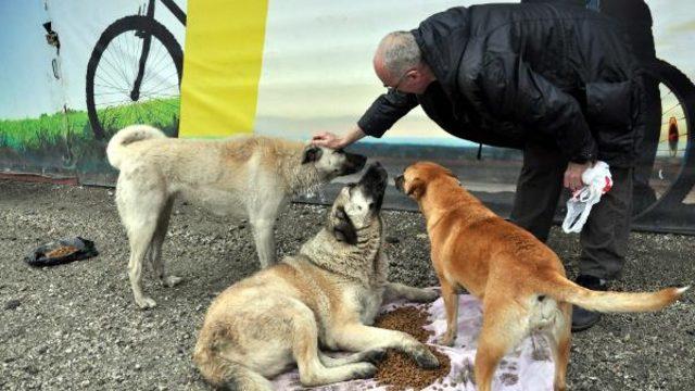 İngiliz Rossini 6 yıldır sokak hayvanlarını besliyor