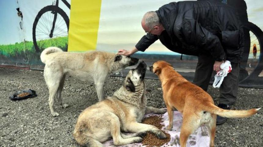 İngiliz Rossini 6 yıldır sokak hayvanlarını besliyor