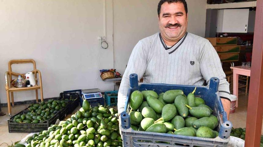 Avokado &uuml;reticileri hasat yaptı