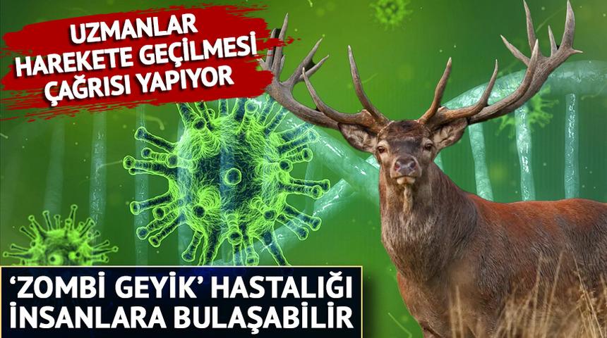 Milyonlarca insan risk altında: tedavisi olmayan 'Zombi geyik' hastalığı hızla yayılıyor! Uzmanlar endişeli