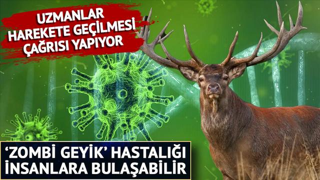 Milyonlarca insan risk altında: tedavisi olmayan 'Zombi geyik' hastalığı hızla yayılıyor! Uzmanlar endişeli