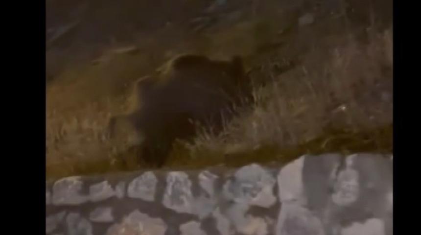 Muş’ta yaban domuzları şehir merkezine indi