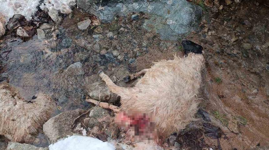 Aç kurtlar ahırdaki sürüye saldırdı: 30 küçükbaş hayvan telef oldu