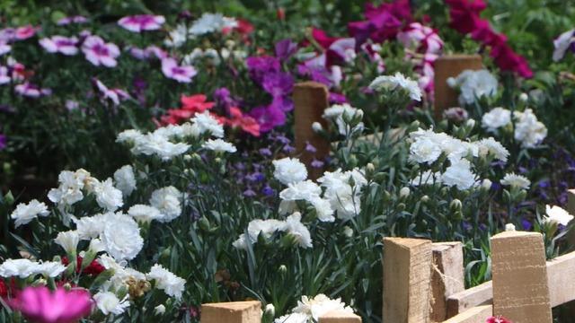 73 ülkeye 140 milyon dolarlık çiçek ihracatı