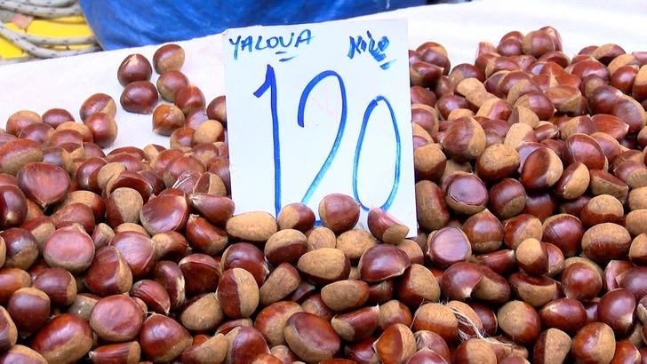 Bu kestane alerji yapıyor, gerçeğiyle ayırt etmesi zor!  'Sahtesini yemeyin, zehirlenebilirsiniz' G1