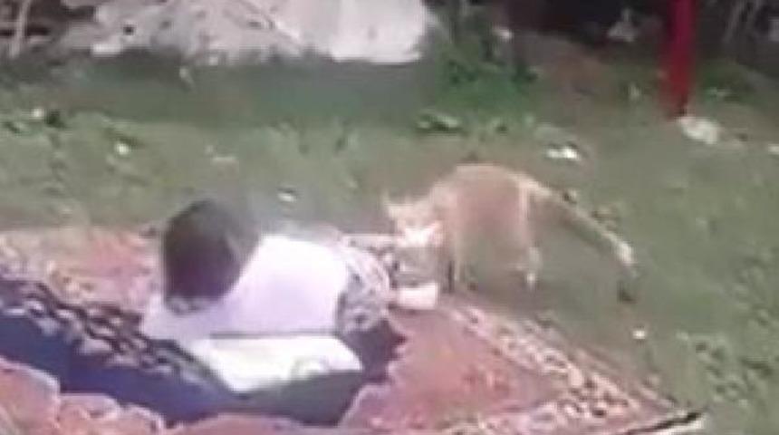 K&ouml;ye inen yavru tilkinin g&ouml;r&uuml;nt&uuml;s&uuml; ilgi &ccedil;ekiyor