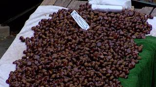 Bu kestane alerji yapıyor, gerçeğiyle ayırt etmesi zor!  'Sahtesini yemeyin, zehirlenebilirsiniz'